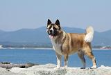AKITA AMERICAIN 235